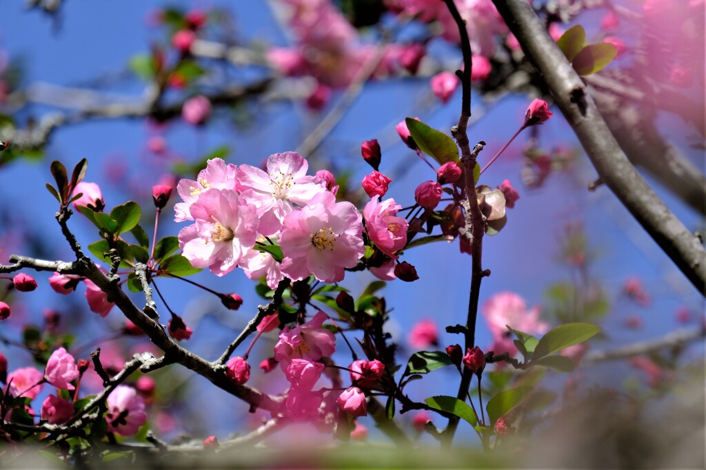 カイドウ（２）