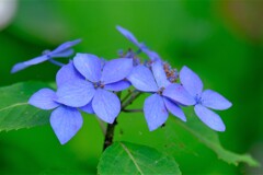 紫陽花　２