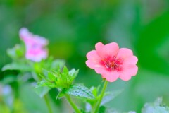 散歩の途中で。