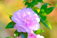 散歩の途中で、Ⅳ