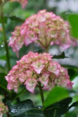 散歩の途中で。Ⅱ