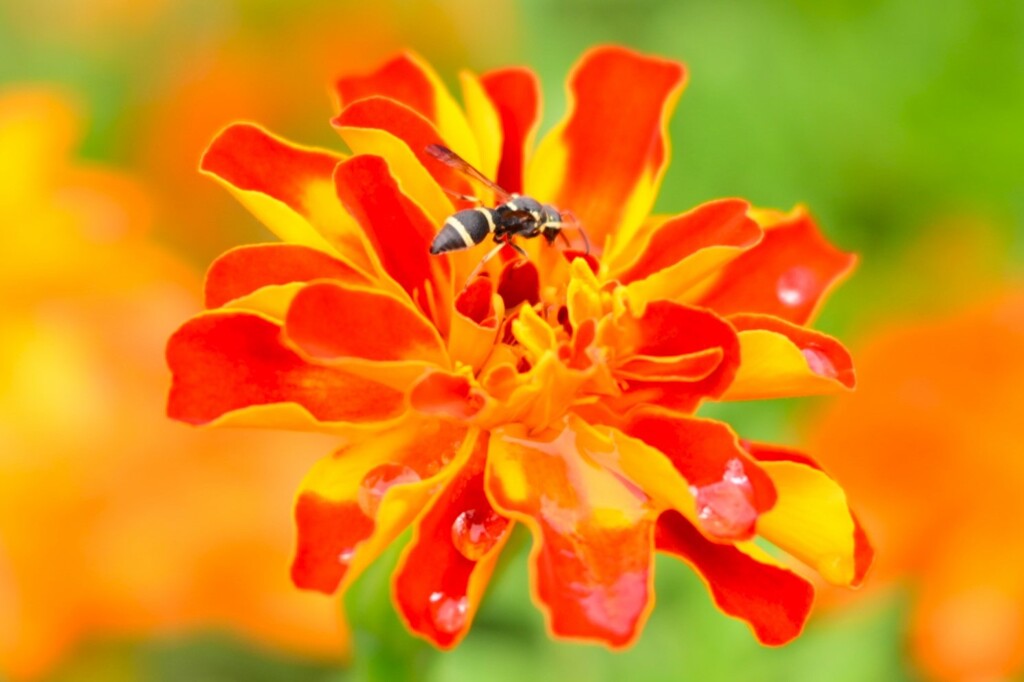 シャクニチソウ