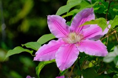 散歩の途中で。8