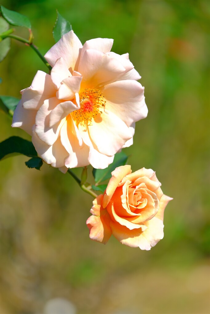 散歩の途中で。③