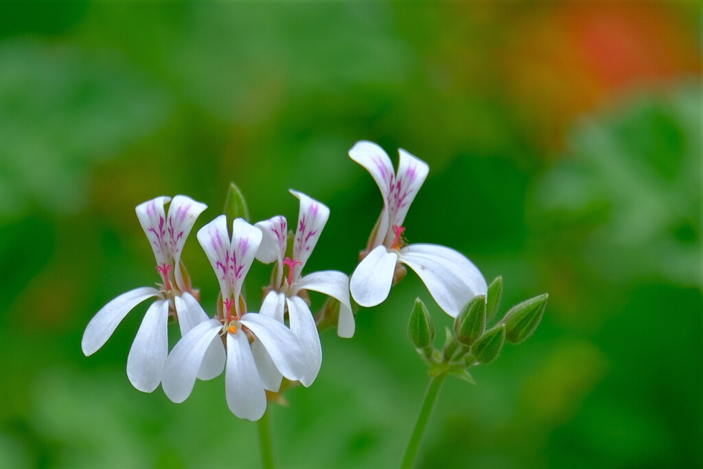 散歩の途中で。⑨