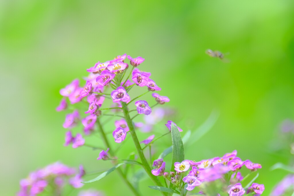 散歩の途中で。