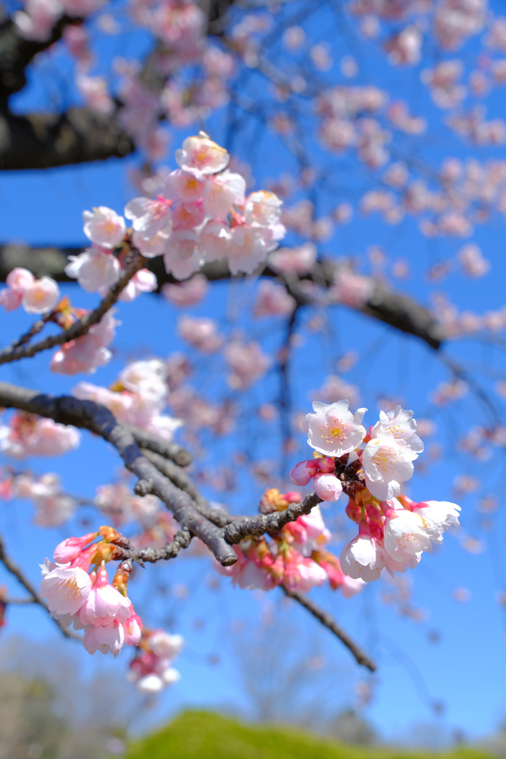 大寒桜（２）