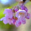 桜（春めき）