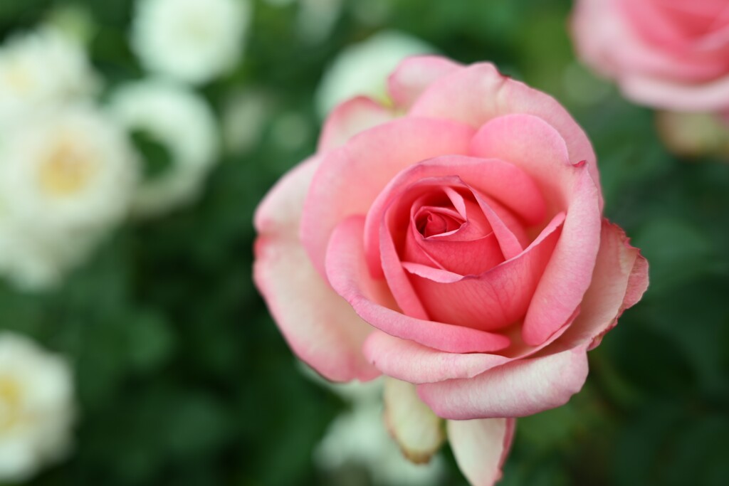 薔薇-2
