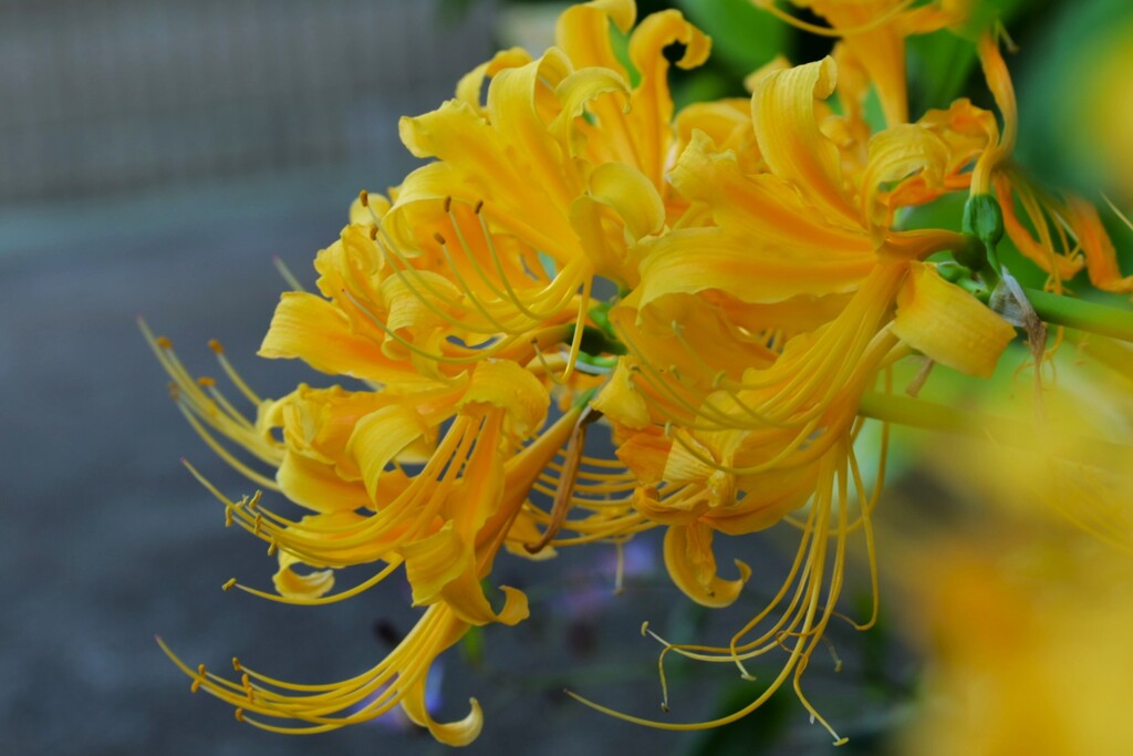 黄色ヒガンバナ