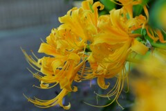 黄色ヒガンバナ