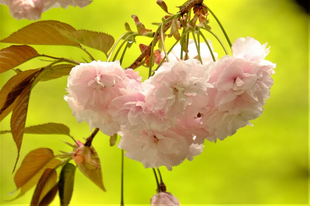 八重桜（２）