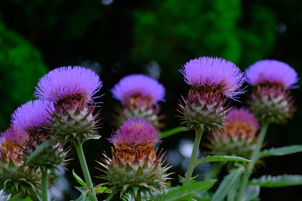 散歩の途中で。Ⅰ
