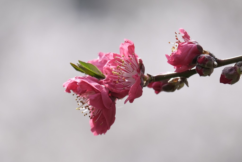 花桃