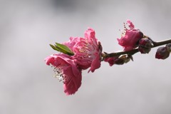 花桃