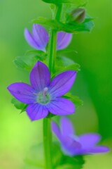 散歩の途中で。②