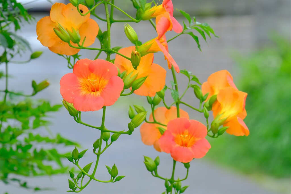 散歩の途中で。⑦