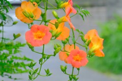 散歩の途中で。⑦