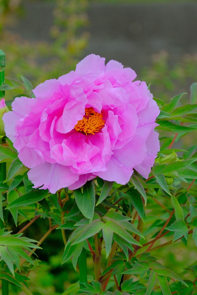 散歩の途中で。8