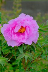 散歩の途中で。8