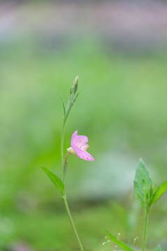 散歩の途中で。7