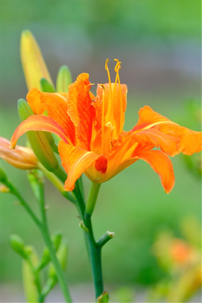 散歩の途中で。