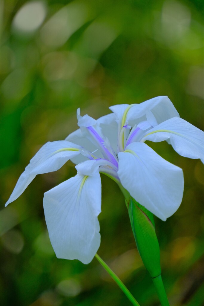 散歩の途中で。Ⅳ