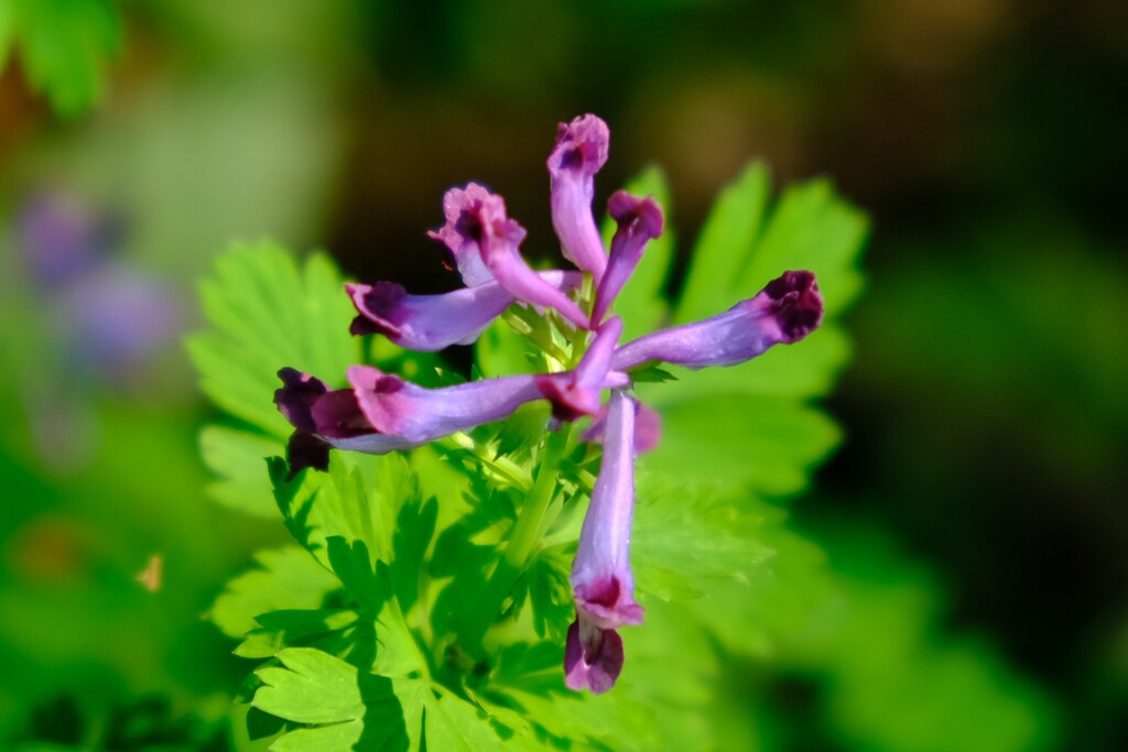 散歩の途中で。（８）