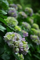 紫陽花-2