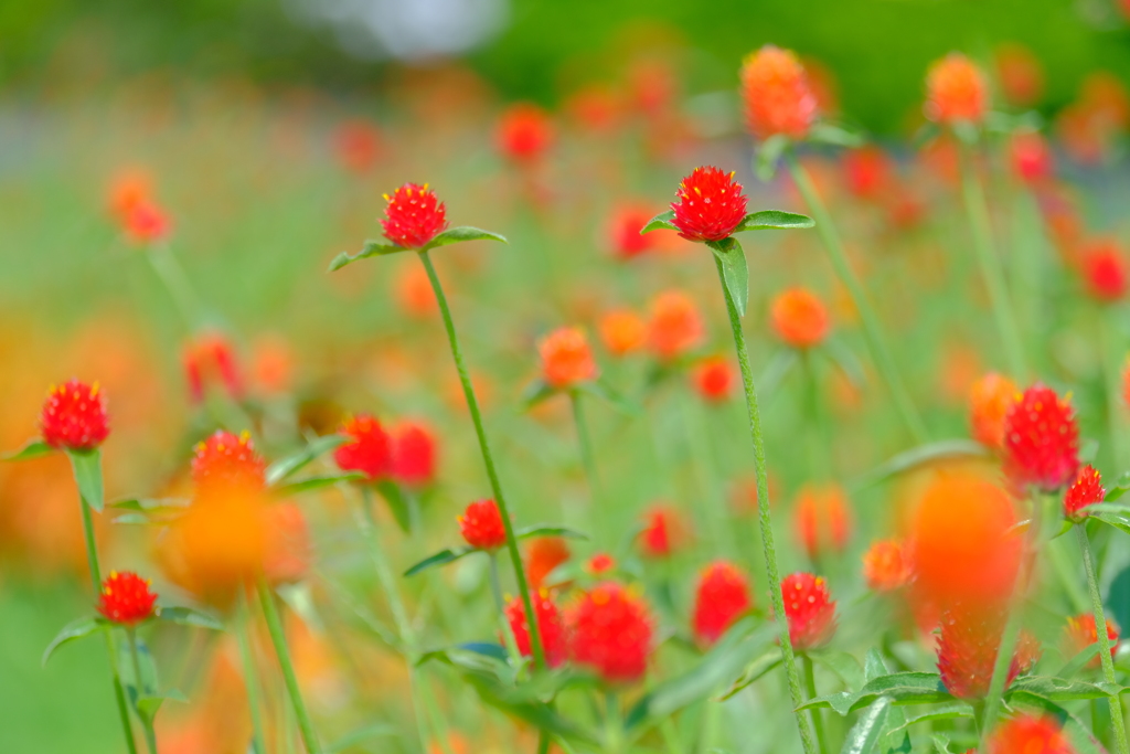 散歩の途中で。３