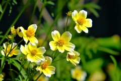 散歩の途中で。5