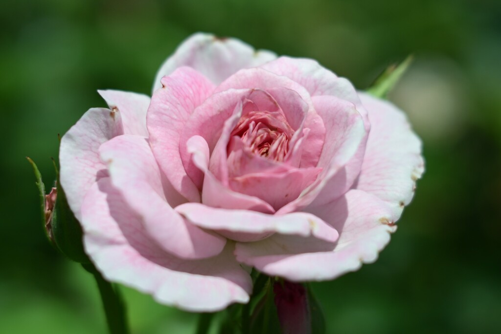 薔薇
