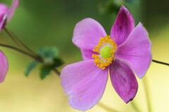 シュウメイギク