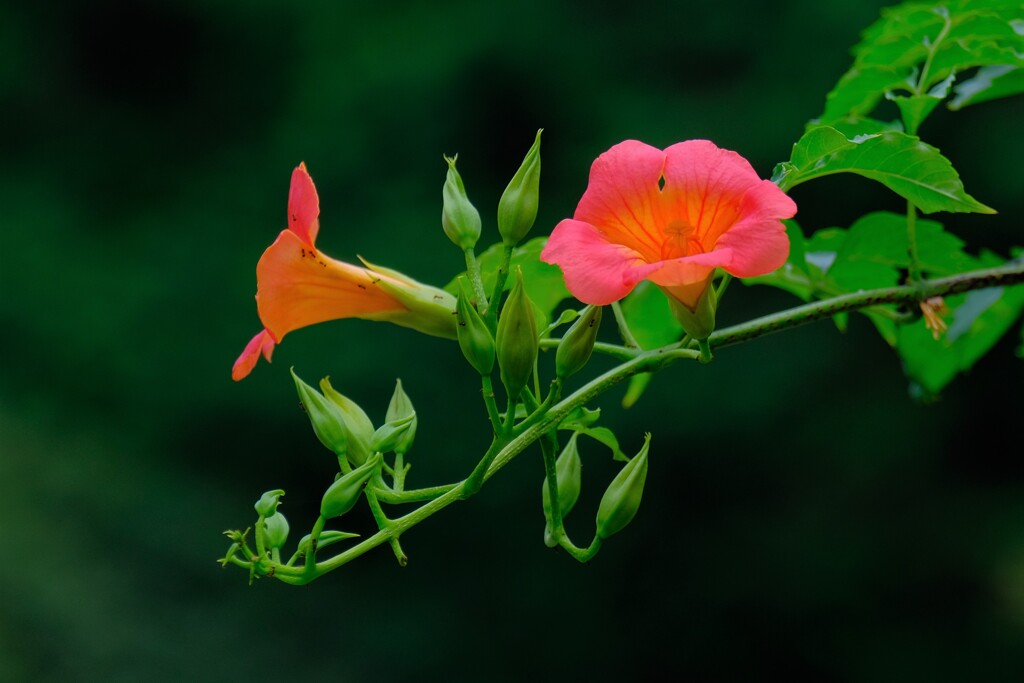 散歩の途中で。⑤