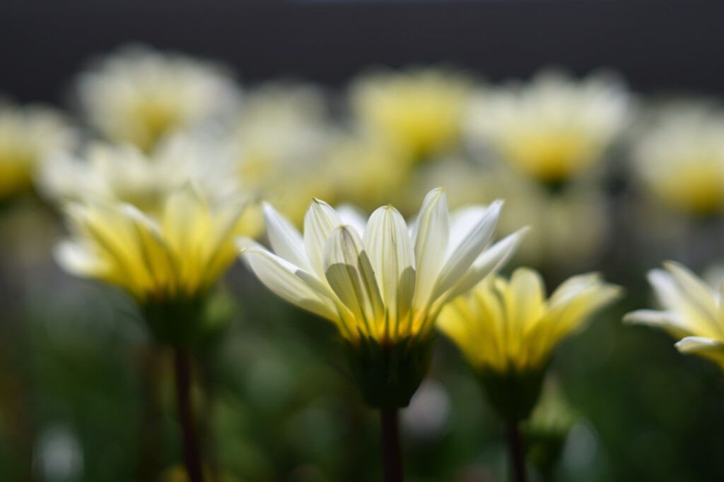 白い花