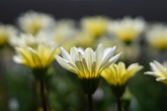 白い花