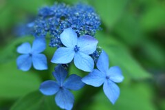 紫陽花