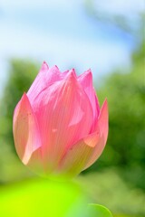 散歩の途中で。④