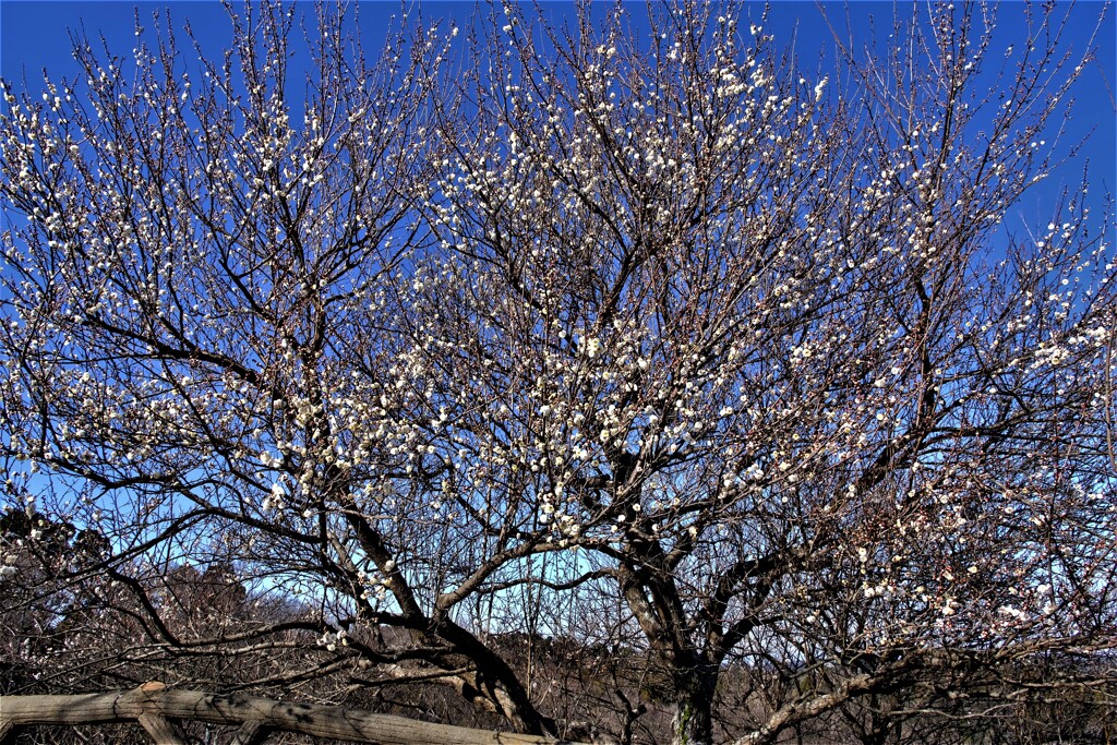 散歩の途中で。③