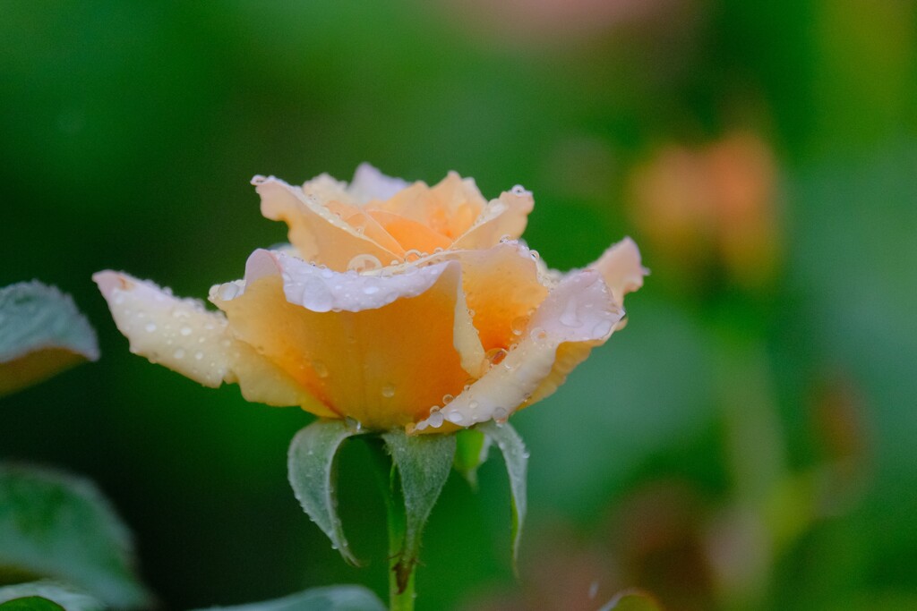 散歩の途中で。