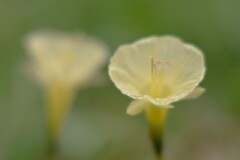 ナルキスス・ロミエウクシ