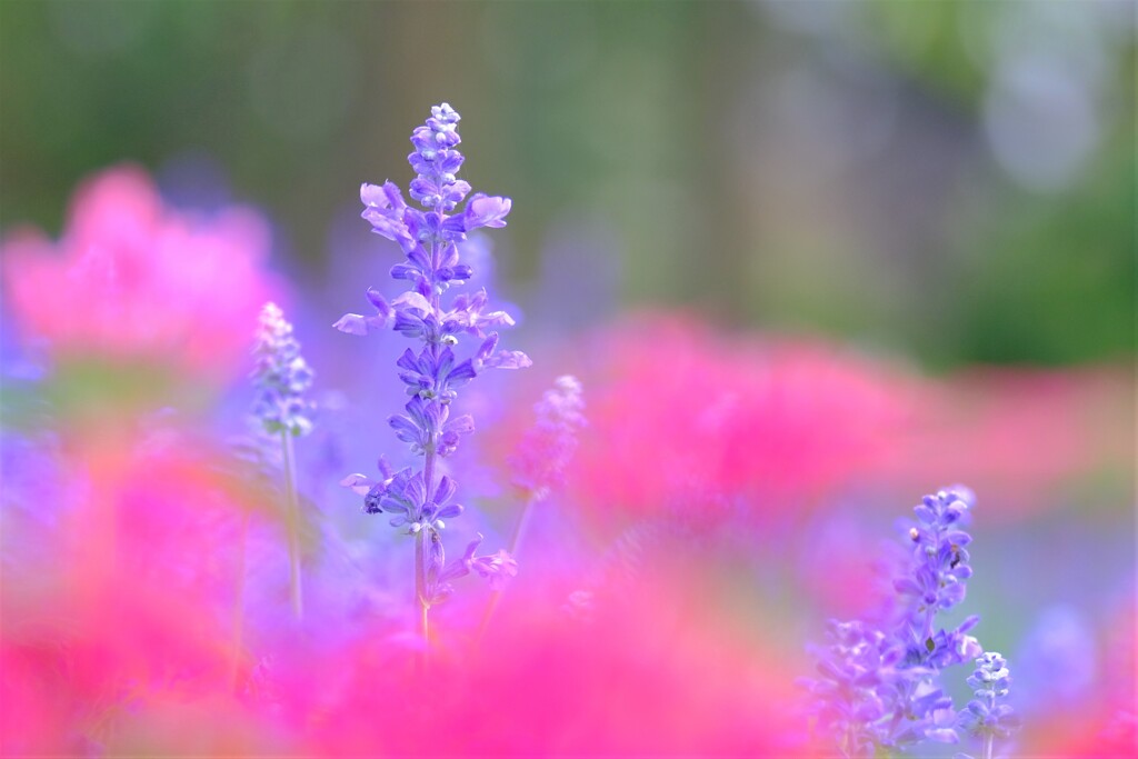 散歩の途中で。②