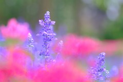 散歩の途中で。②