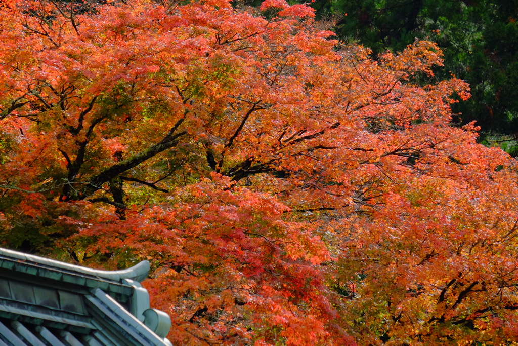 散歩の途中で、遠出 4