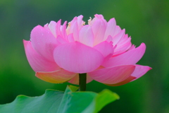 散歩の途中で。