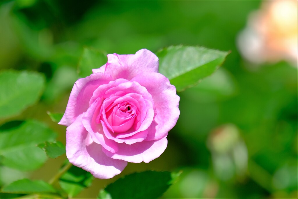 散歩の途中で。⑤