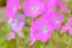 散歩の途中で。