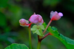 散歩の途中で。①