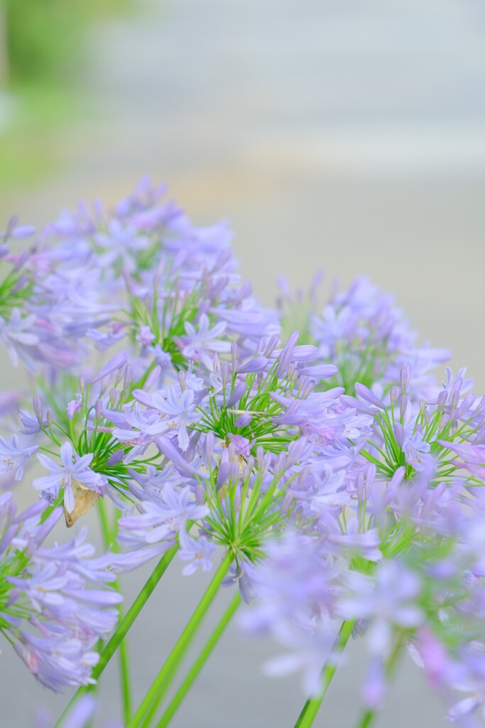 散歩の途中で。