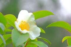 散歩の途中で、①